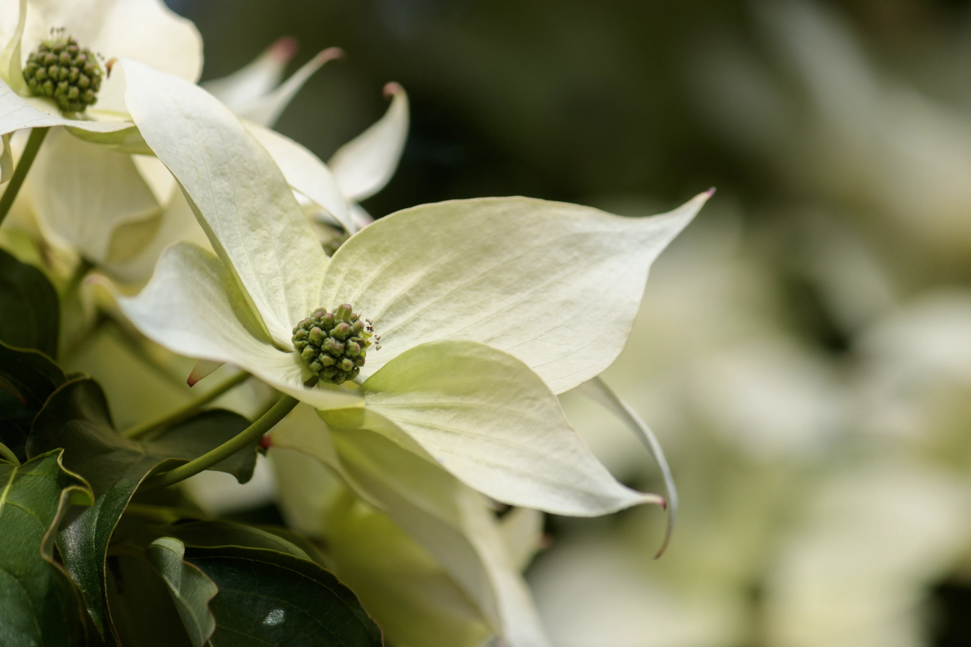 Cornus kousa (Chinese dogwood)