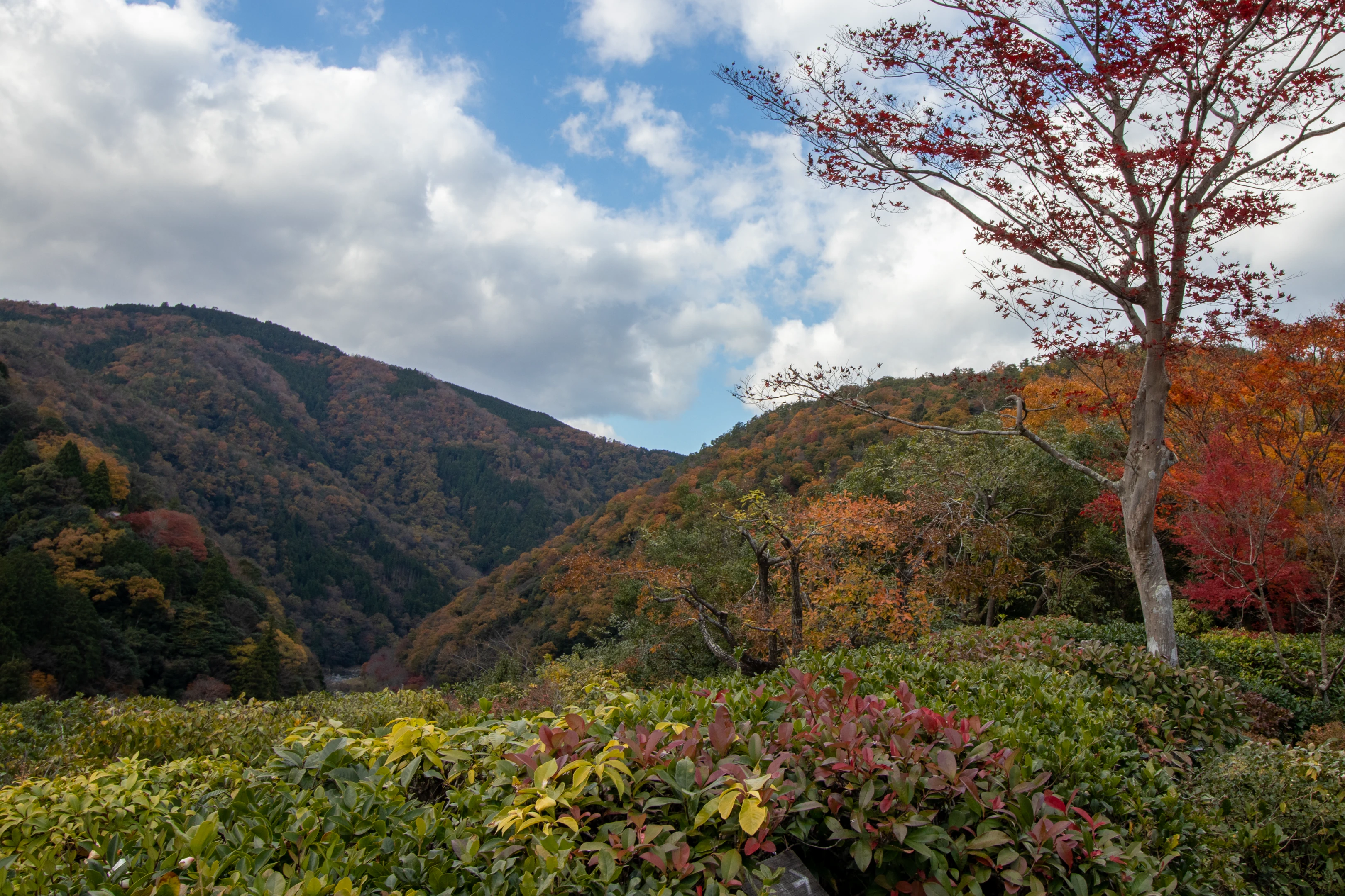 Autumn, Arashiyama, Kyoto